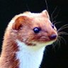 Фото профиля Weasel spotter