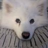 rapiD's profile picture