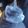 PurpleCat profil fotoğrafı