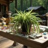 Financial Spiderplant's profile picture