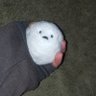 わんこ profil fotoğrafı