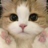 nightsnow's profile picture