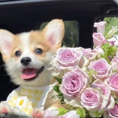 杞酱宝宝's profile picture