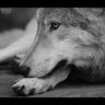 Profilbild von Wolves