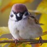 チュン太郎 profil fotoğrafı