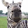 HyperZebra's profile picture