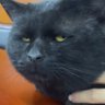 Electus's profile picture