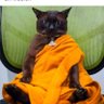 DVGDANTE46's profile picture