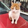🇹🇷 profil fotoğrafı