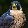 Фото профиля Falcon