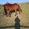 Petra Stettnisch die 2. profil fotoğrafı