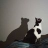 El Kira Gordo profil fotoğrafı