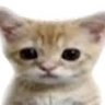 morally dubious 🍉 (read carrd) profil fotoğrafı