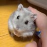 てやん profil fotoğrafı