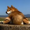 tora&senjiro profil fotoğrafı