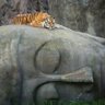 Фото профиля Sleepy Boy