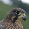 kerry profil fotoğrafı