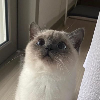 anshixisese's profile picture