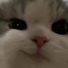 Profilbild von Meowv