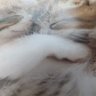 大橋篤 俳号·橋大(きょうだい)'s profile picture