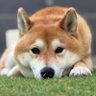 柴犬 つばき&りゅう 的头像