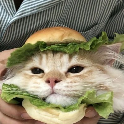 Cats with pawerful aura's profile picture
