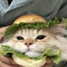 Cats with pawerful aura's profile picture