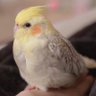 豆苗ちゃん profil fotoğrafı