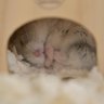 ラムネ🐹🐾 profil fotoğrafı
