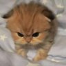 DarkSky's profile picture