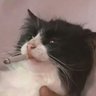 𝕮𝖞𝖆𝖓𝖎𝖉𝖊's profile picture
