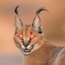 Фото профиля Egyptian lynx