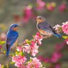 rifat hossain 的头像