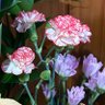 竜胆の花 profil fotoğrafı