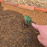 Фото профиля くまめ