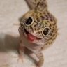 Profilbild von Petunia Lagartixa