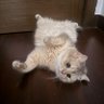 请叫我郑先生's profile picture