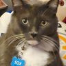 SoxCat 的头像