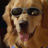 Profilbild von gamblin air bud