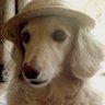 きのこ🤍🧽's profile picture
