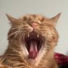 gongalabonga's profile picture