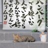 Фото профиля 切り身