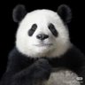 亨利 L's profile picture