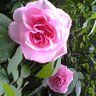 Profilbild von 菊のこ