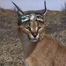 Anti-Semitic Lynx 🇵🇸🇷🇺 🧯 #TÖVCTE 的头像