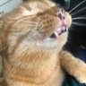 DroppiNDirtY's profile picture