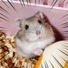 Фото профиля あさちゃん(あさグッドモーニング/あっちゃん命名😊)