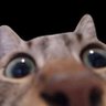Profilbild von Unified_pixels