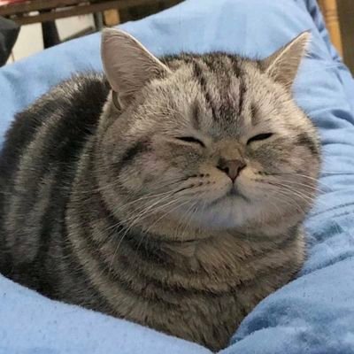 Cats for Happiness.'s profile picture