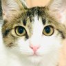 Profilbild von オベルコチッチ